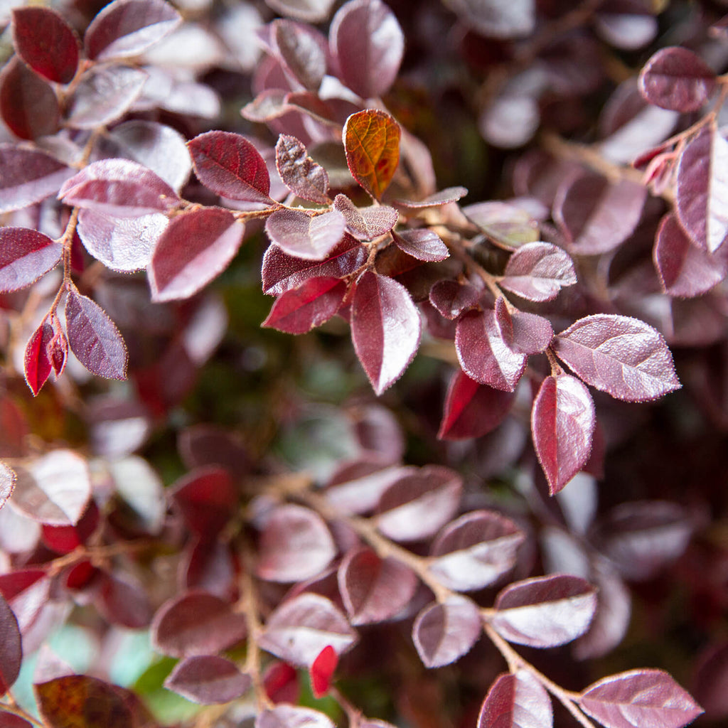 Indoor House Plant, Purple Daydream Dwarf Loropetalum for Windowsills, Home Offices and Indoor Decor image 2