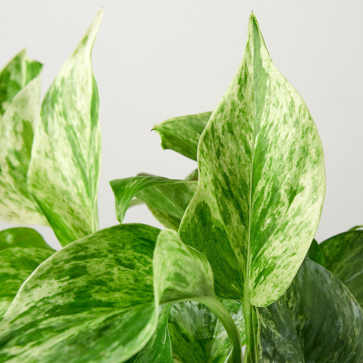 Indoor House Plant, Pothos 'Marble Queen' for Windowsills, Home Offices and Indoor Decor, 4 Size Options image 2