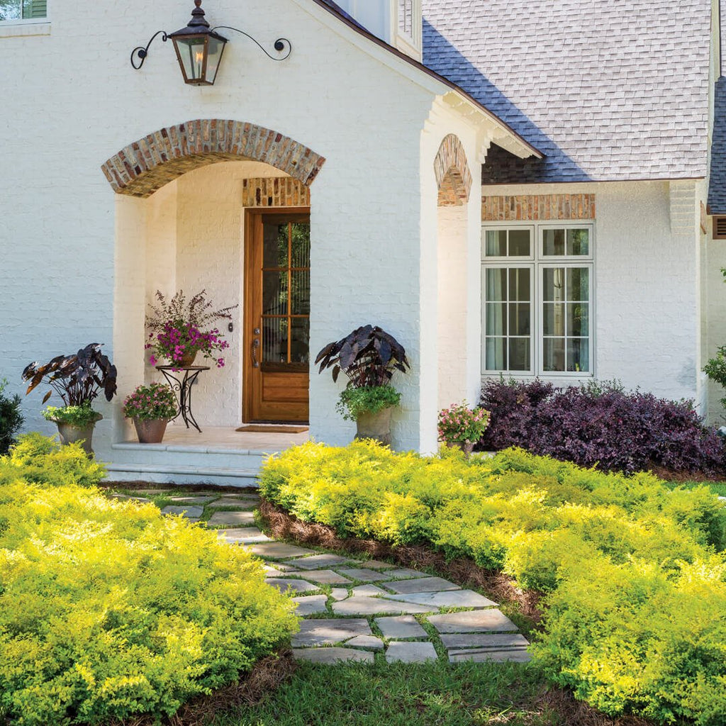 Sunshine Ligustrum image 2
