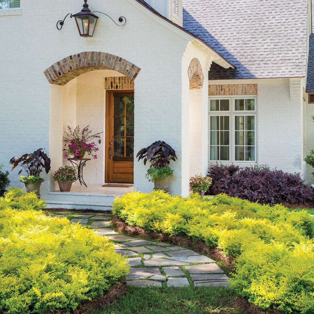 Sunshine Ligustrum image 2
