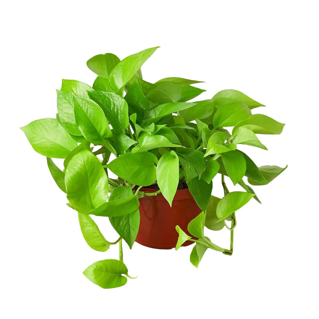 Indoor House Plant, Pothos 'Neon' for Shelves, Desks and Living Spaces, 4 Size Options, Designed for Everyday Home Use image 2