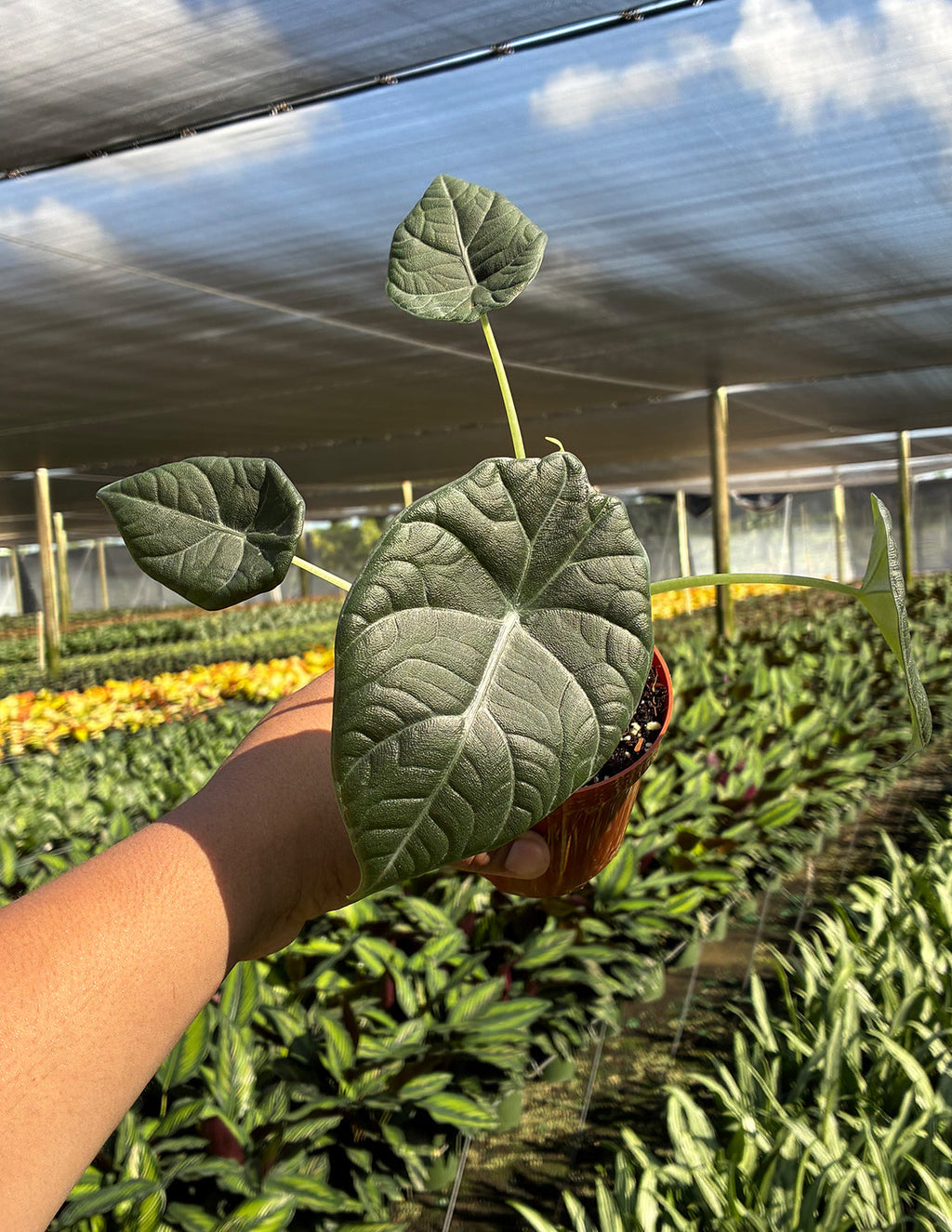 Indoor House Plant, Alocasia Maharani for Shelves, Desks and Living Spaces, 2 Size Options image 2