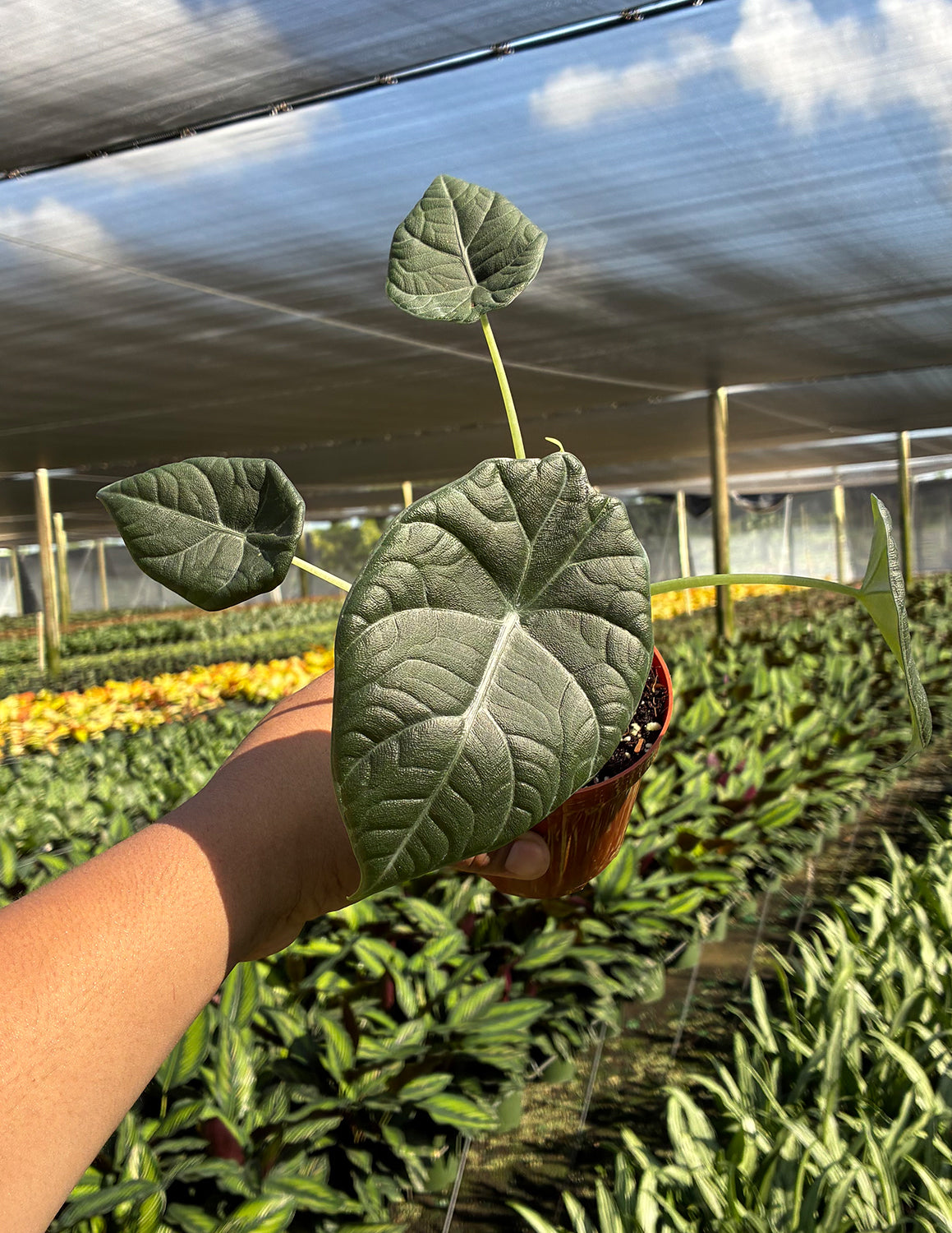 Indoor House Plant, Alocasia Maharani for Shelves, Desks and Living Spaces, 2 Size Options image 2