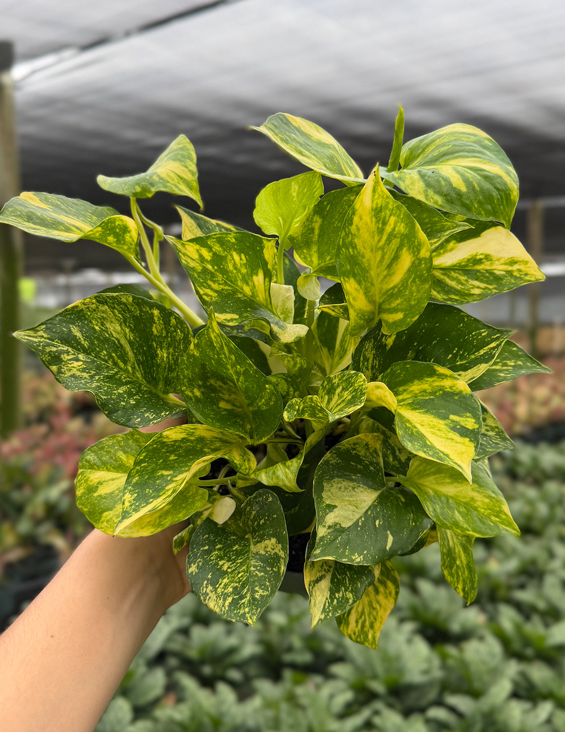 Indoor House Plant, Pothos Churchill Gold for Shelves, Desks and Living Spaces, 2 Size Options image 2