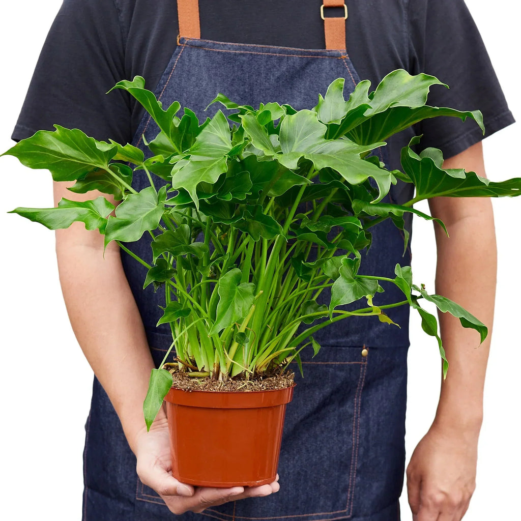 Indoor House Plant, Philodendron ‘Little Hope' for Shelves, Desks and Living Spaces, 2 Size Options image 3