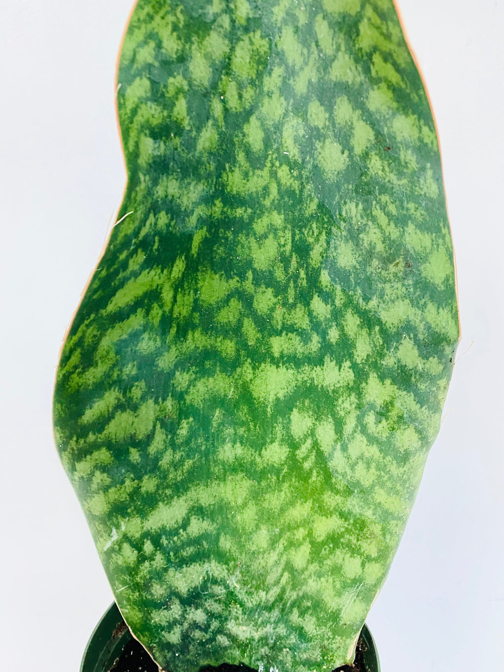 Kitchen Cookware, Sansevieria Whale Fin 6" Pot for Everyday Meals and Home Cooking, Designed for Stovetop Cooking and Daily Meal Prep image 3