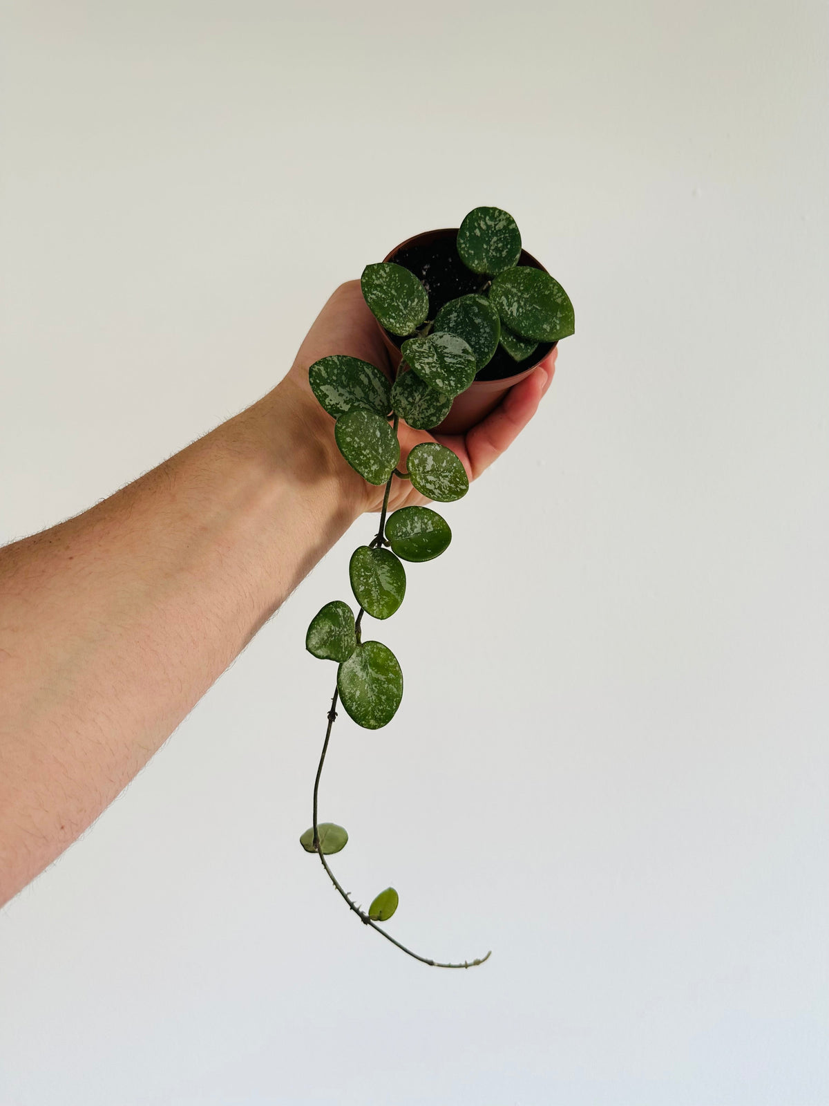 Kitchen Cookware, Hoya Mathilde 'Splash' Vining 3" Pot for Stovetop Cooking and Daily Meal Prep image 3