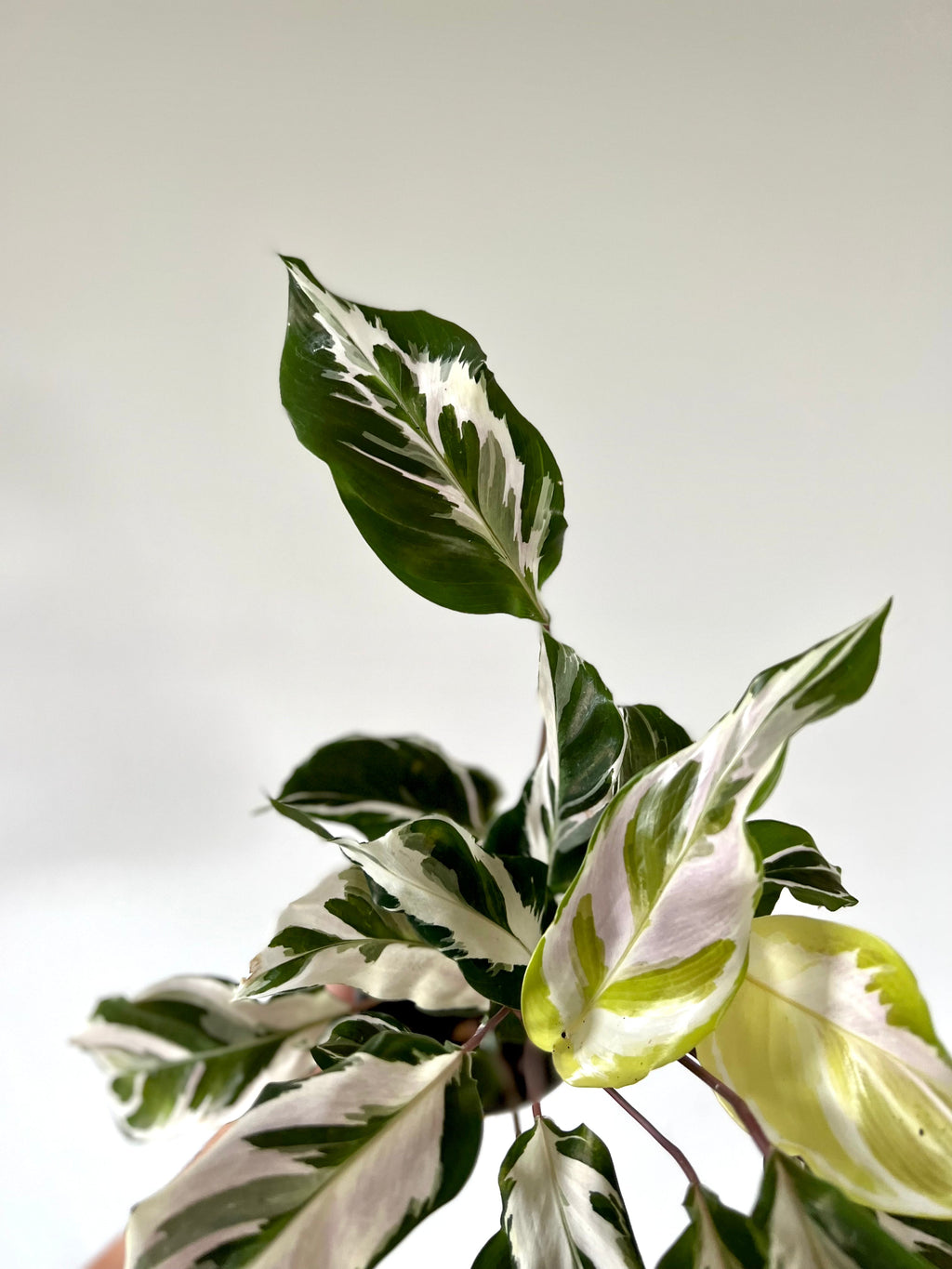 Kitchen Cookware, Calathea Stella Brand New Cultivar 4" Pot for Everyday Meals and Home Cooking image 3