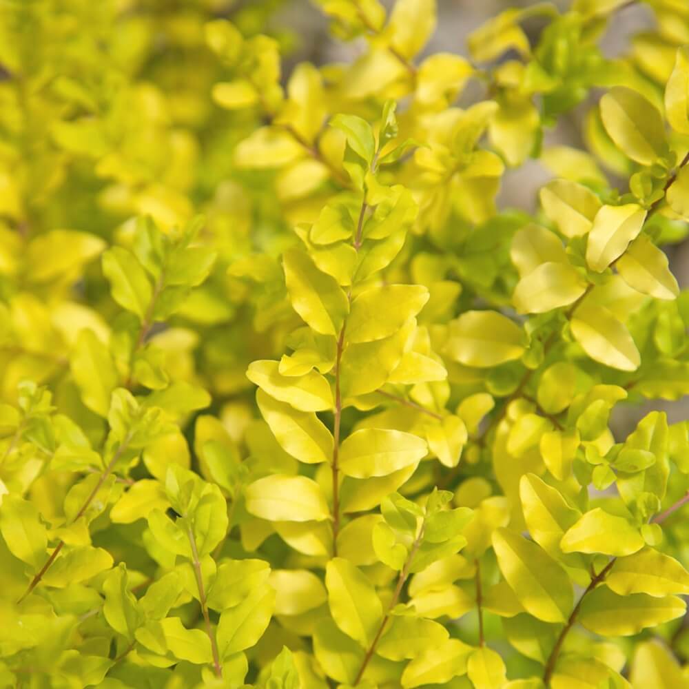 Sunshine Ligustrum image 3