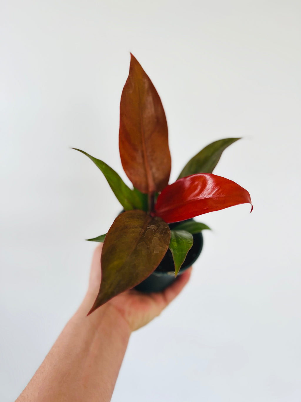 Indoor House Plant, Philodendron Red Sun Philodendron Hybrid 4" for Windowsills, Home Offices and Indoor Decor image 3