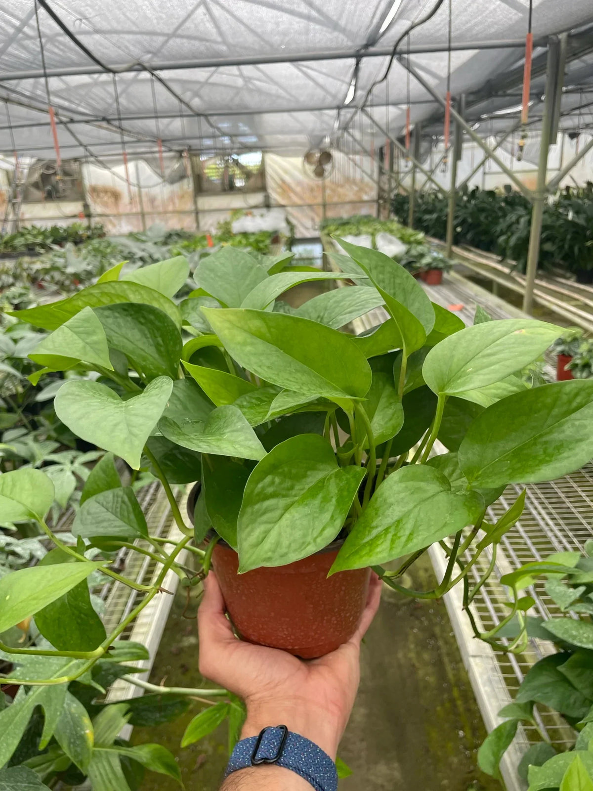 Indoor House Plant, Pothos 'Green Queen' for Shelves, Desks and Living Spaces, 3 Size Options image 3