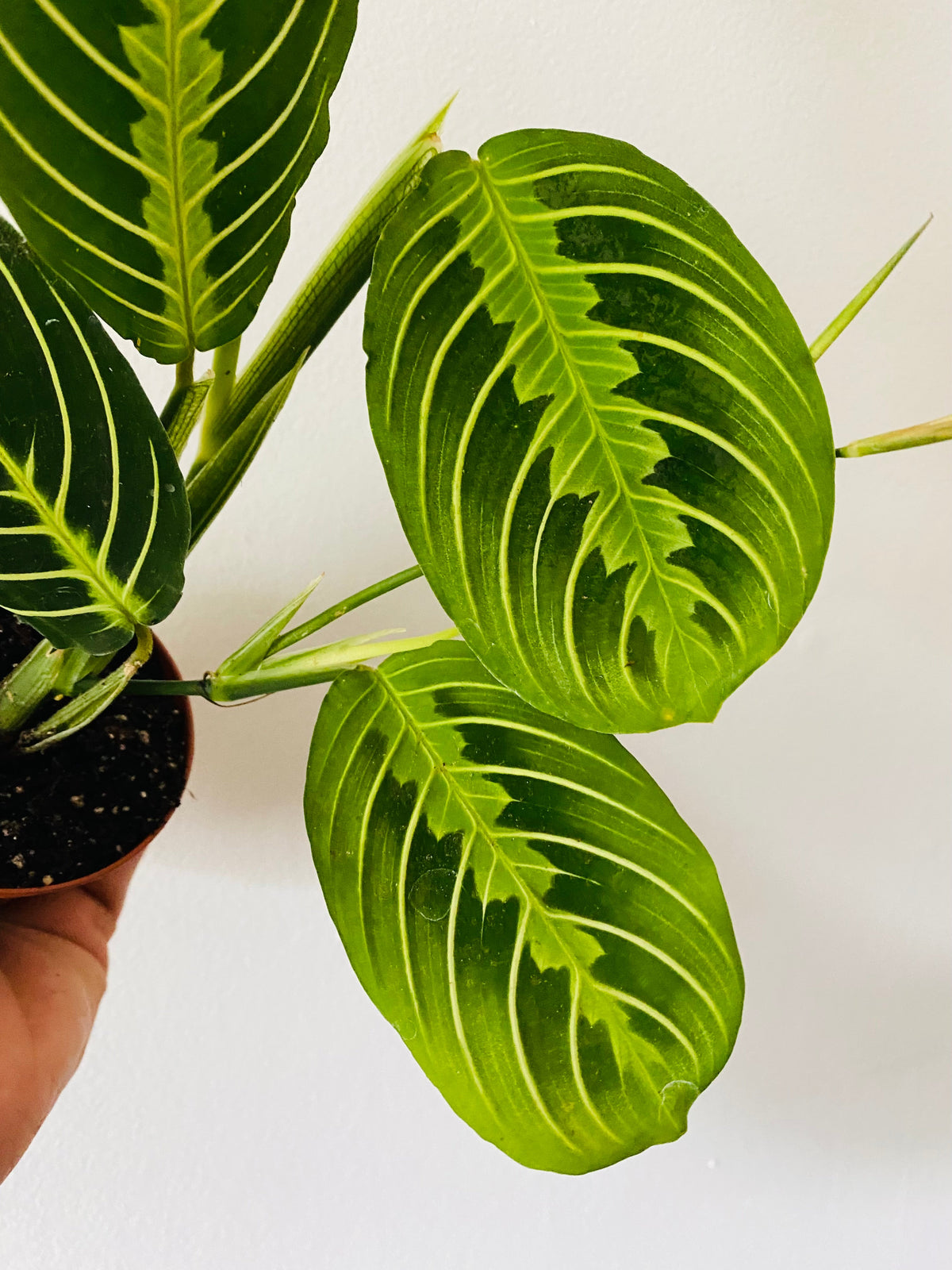 Kitchen Cookware, Maranta Leuconeura 'Lemon' Lemon Lime Prayer for Stovetop Cooking and Daily Meal Prep image 3