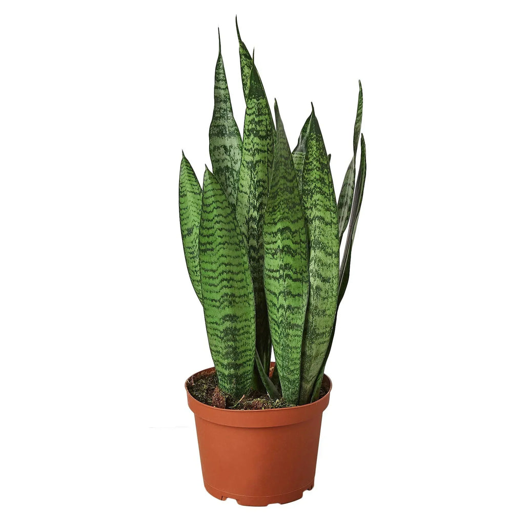 Indoor House Plant, Snake 'Zeylanica' for Windowsills, Home Offices and Indoor Decor, 5 Size Options image 3