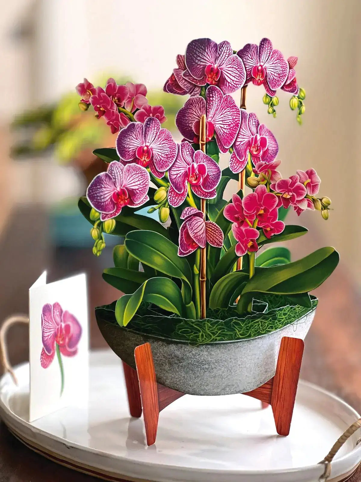 Indoor House Plant, Orchid Oasis for Shelves, Desks and Living Spaces, Designed for Windowsills, Home Offices and Indoor Decor image 3