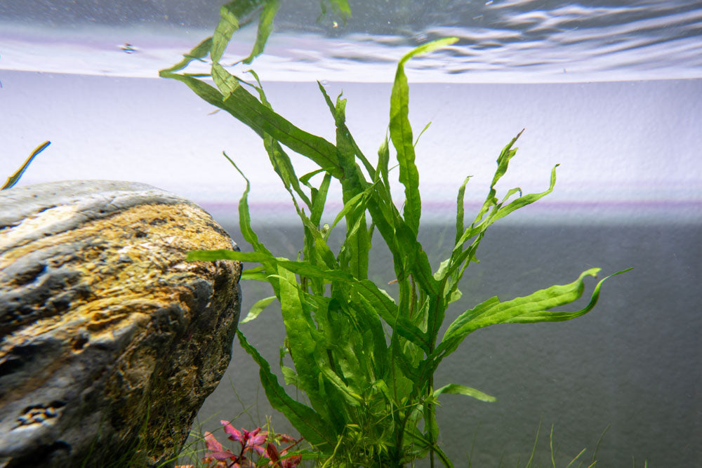 Live Aquarium Plant, Java Fern Trident for Freshwater Tanks, Shrimp Habitats and Aquascaping, 3 Size Options image 3