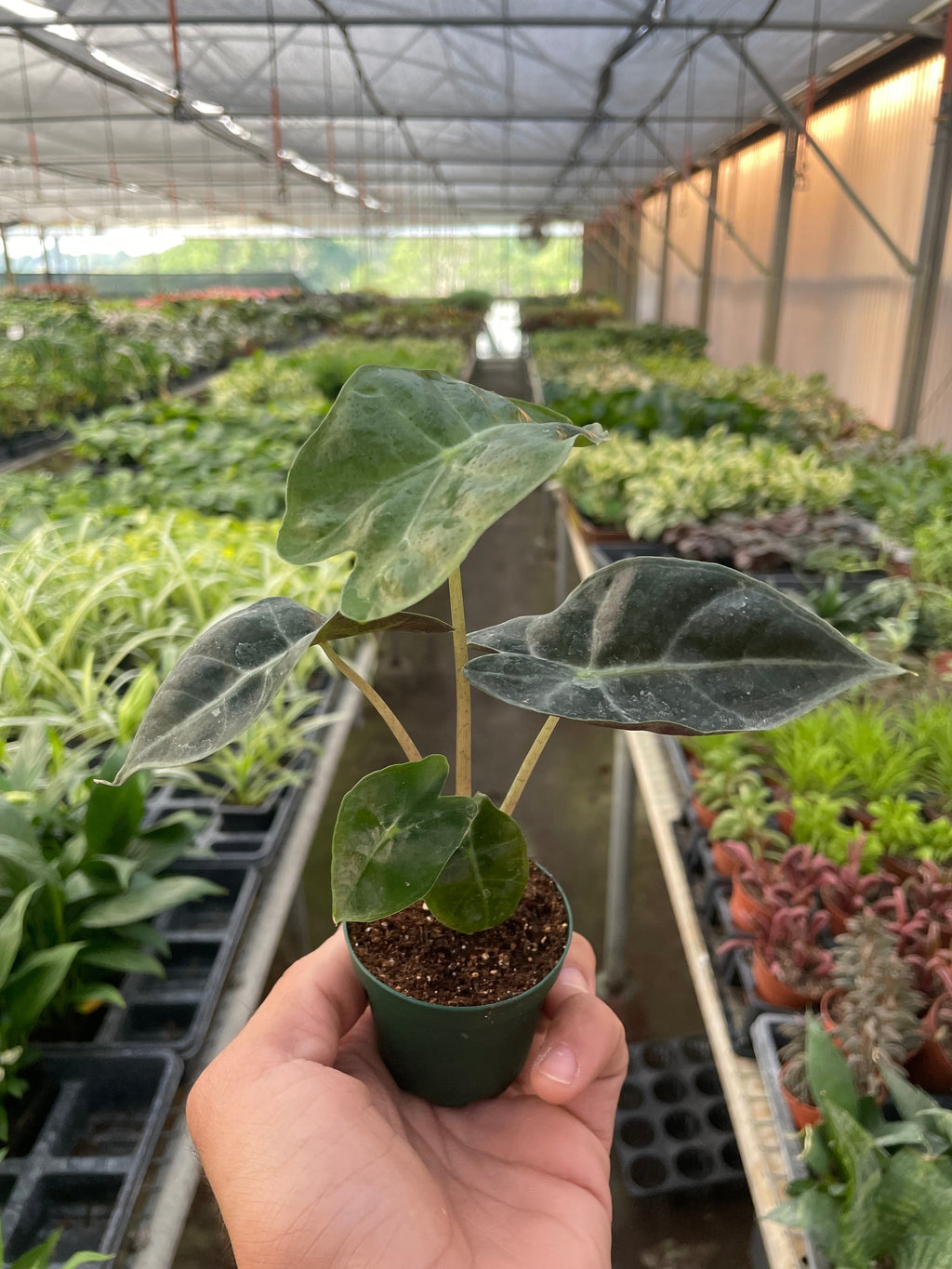 Indoor House Plant, Alocasia Polly 'African Mask' for Shelves, Desks and Living Spaces, 3 Size Options image 3
