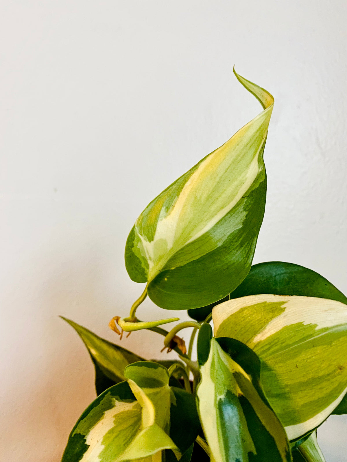 Indoor House Plant, Philodendron Cream Splash Grown From Mother for Shelves, Desks and Living Spaces image 3