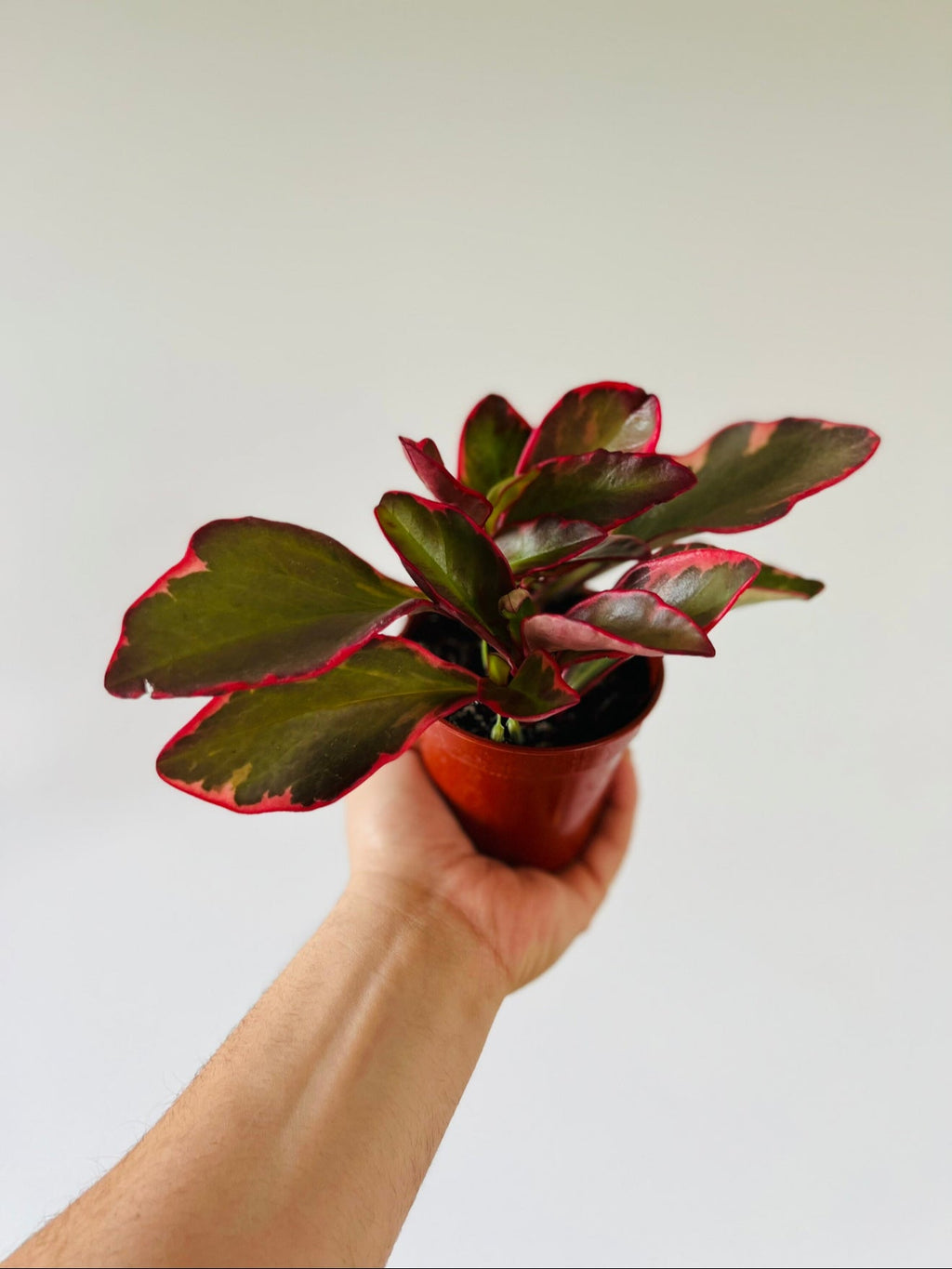 Kitchen Cookware, Peperomia Red Panda 4" Pot for Stovetop Cooking and Daily Meal Prep, Designed for Everyday Meals and Home Cooking image 3