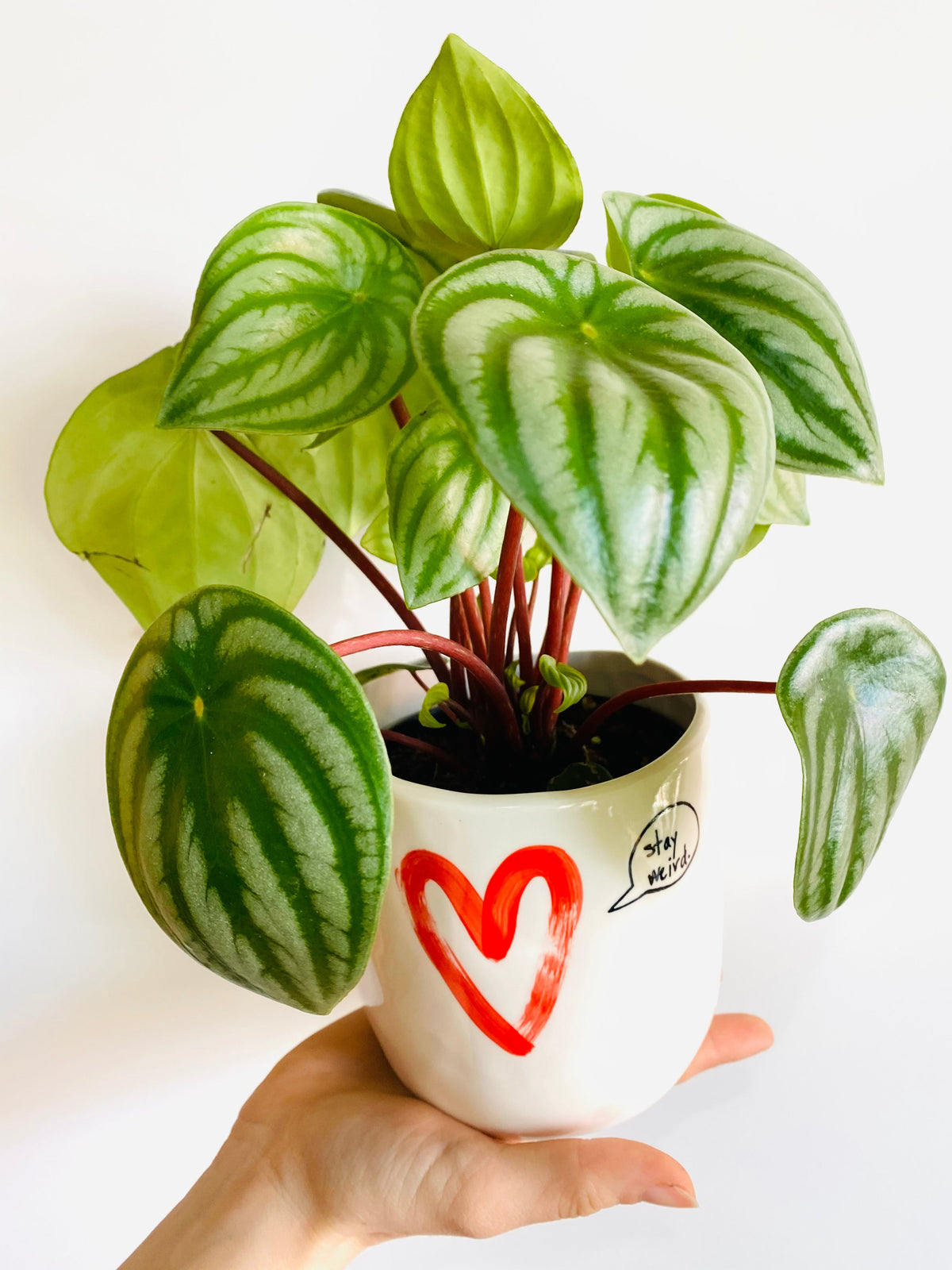 Kitchen Cookware, Peperomia Watermelon 4" Pot for Everyday Meals and Home Cooking, Designed for Stovetop Cooking and Daily Meal Prep image 3
