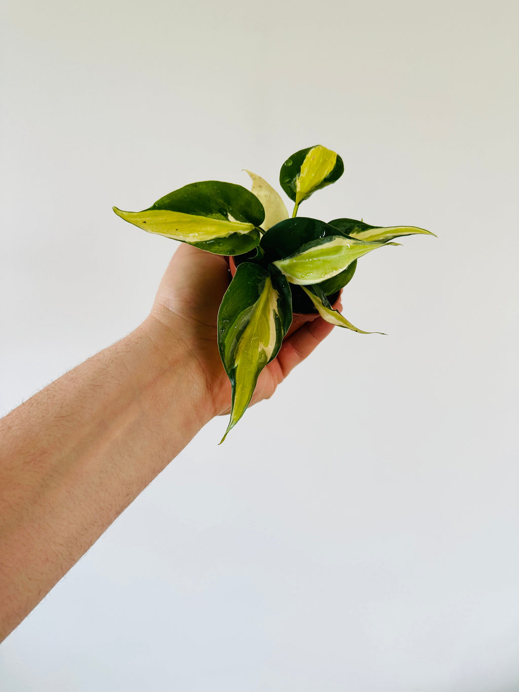 Indoor House Plant, Philodendron Cream Splash Grown From Mother for Windowsills, Home Offices and Indoor Decor image 3