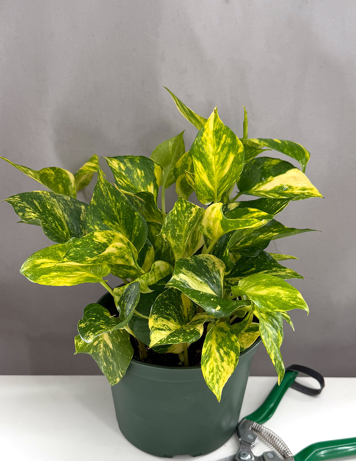 Indoor House Plant, Pothos Churchill Gold for Shelves, Desks and Living Spaces, 2 Size Options image 3