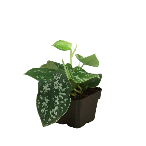 Indoor House Plant, Pothos 'Satin' for Windowsills, Home Offices and Indoor Decor, 3 Size Options image 3
