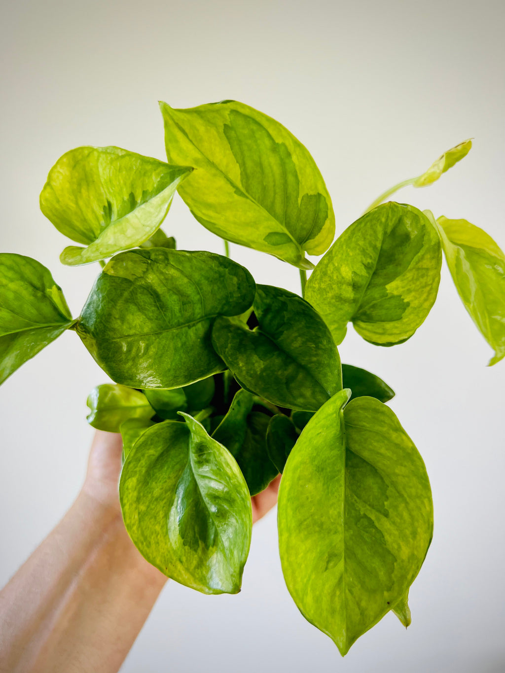 Indoor House Plant, Pothos Lizard Queen Mutant Pothos New for Shelves, Desks and Living Spaces image 3