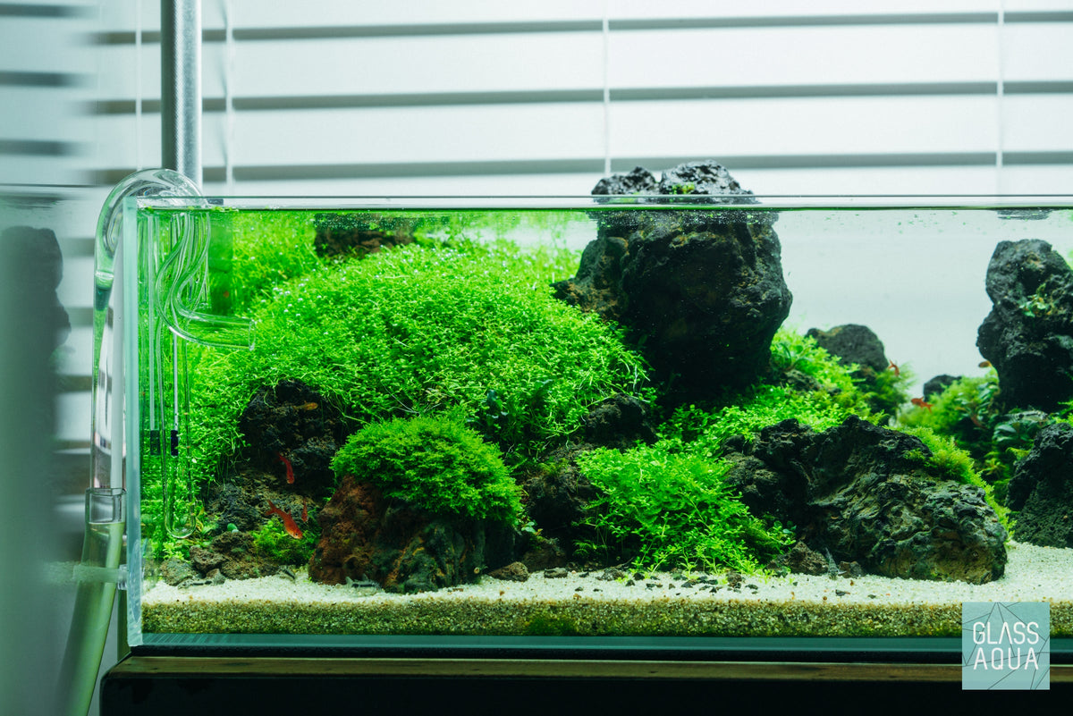 Rimless Glass Aquarium, UNS Shallow, Silicone Construction, Rimless Tank Compatible for Planted Tanks, Shrimp Habitats and Aquascaping image 3