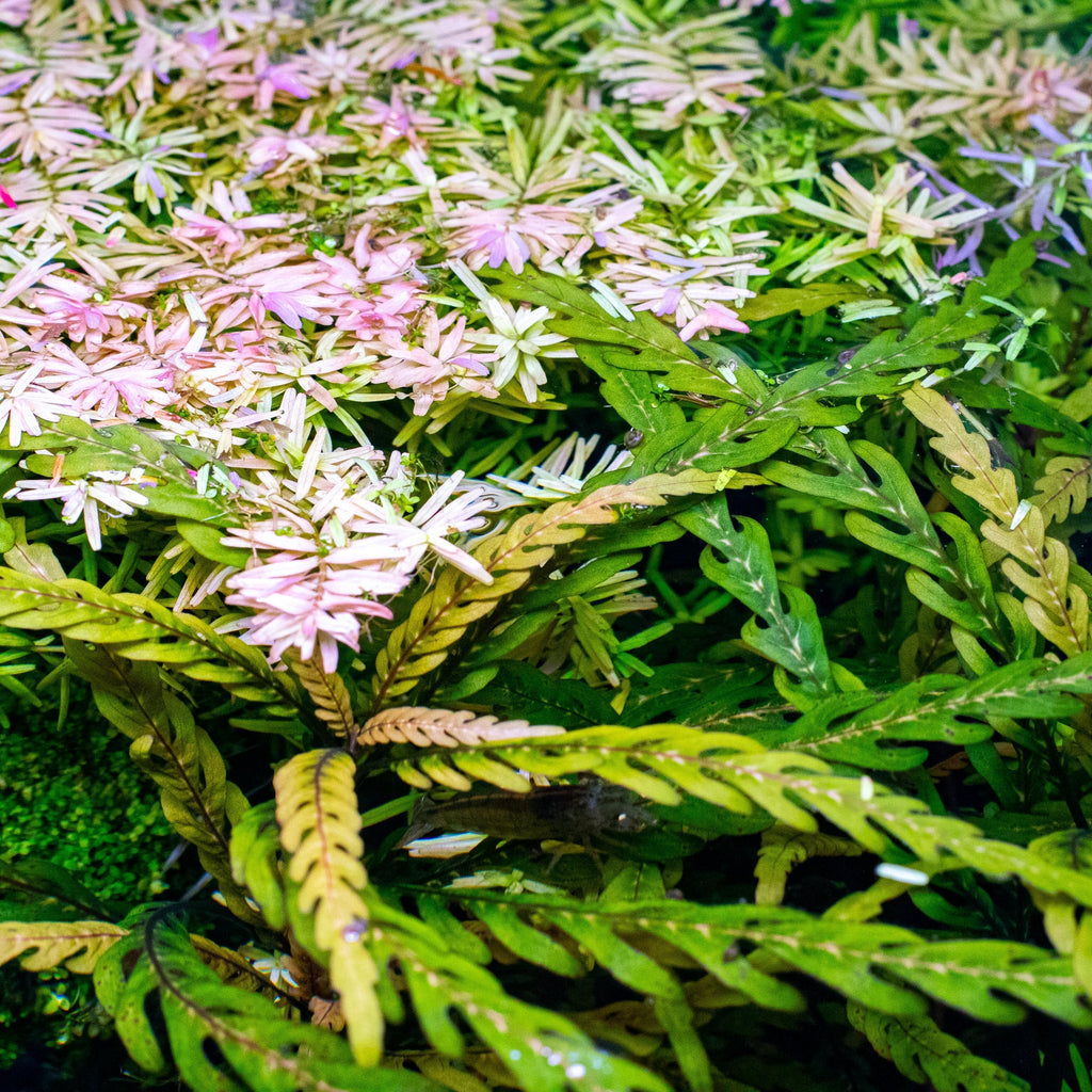 Live Aquarium Plant, Hygrophila Pinnatifida for Planted Aquariums and Natural Fish Tank Decor image 3