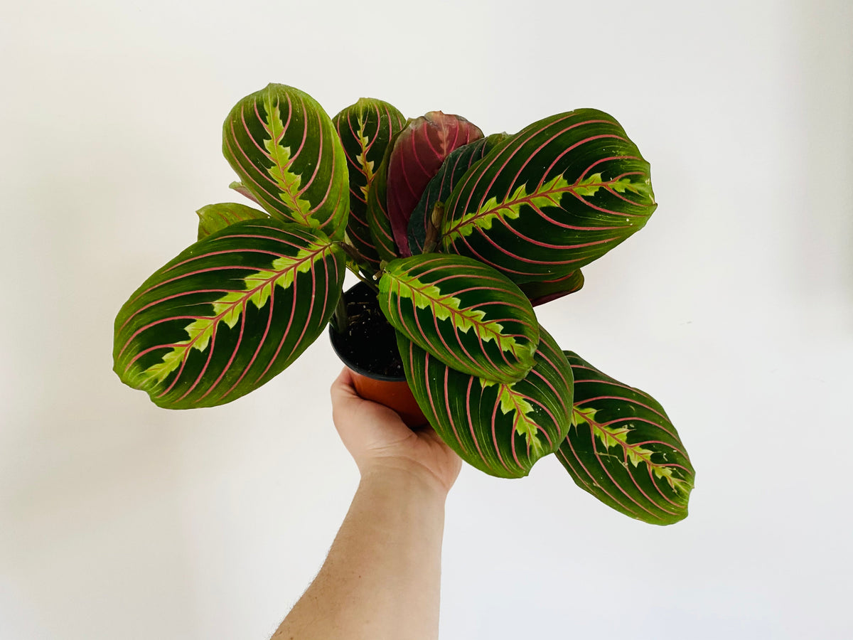 Kitchen Cookware, Maranta Leuconeura 'Red' Red Prayer Plant 4" for Stovetop Cooking and Daily Meal Prep image 3