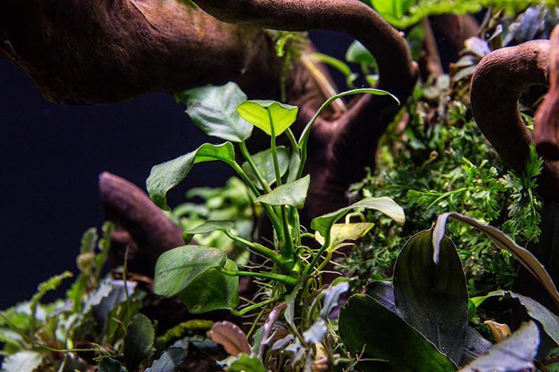 Live Aquarium Plant, Anubias Nana, Nano Tank Format for Planted Aquariums and Natural Fish Tank Decor, 3 Size Options image 3