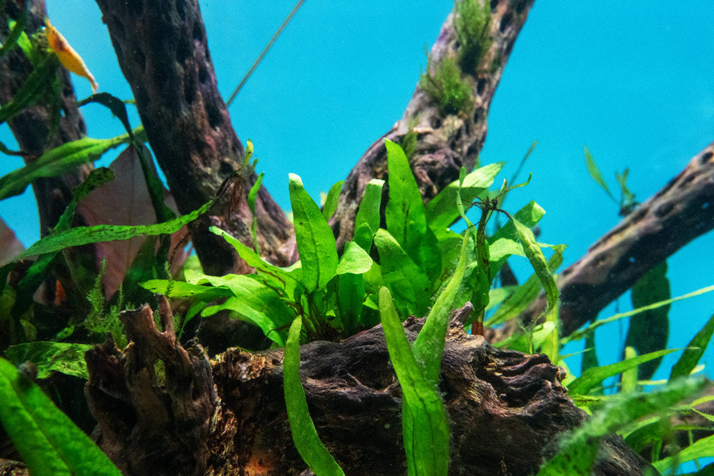 Live Aquarium Plant, Java Fern Narrow Mini, Nano Tank Format for Freshwater Tanks, Shrimp Habitats and Aquascaping, 3 Size Options image 3
