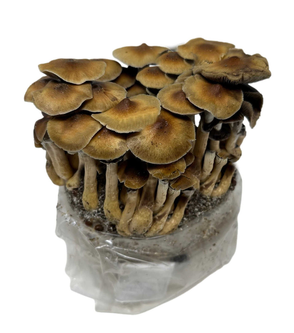 Wholesale All-in-One Mushroom XL Grow Bags (6 lbs) for Manure Loving Mushrooms (Case of 8) image 3