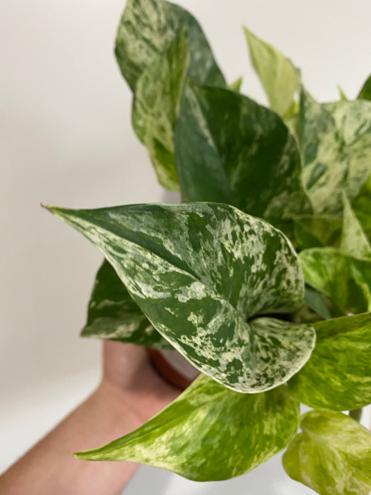Indoor House Plant, Marble Queen Pothos Epipremnum Aureum 'Marble for Shelves, Desks and Living Spaces image 3