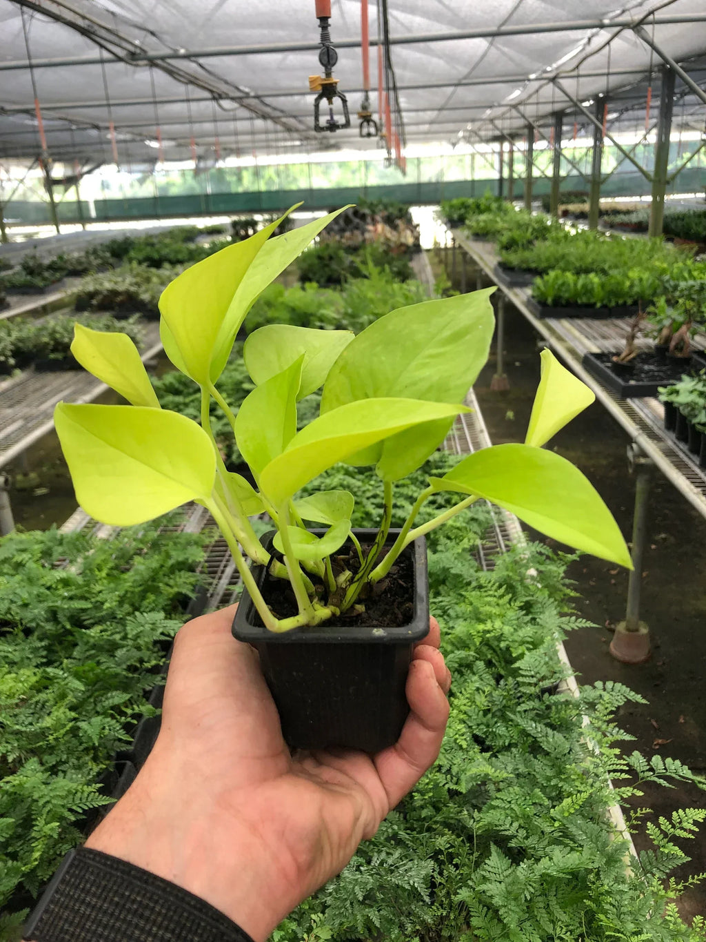 Indoor House Plant, Pothos 'Neon' for Shelves, Desks and Living Spaces, 4 Size Options, Designed for Everyday Home Use image 3