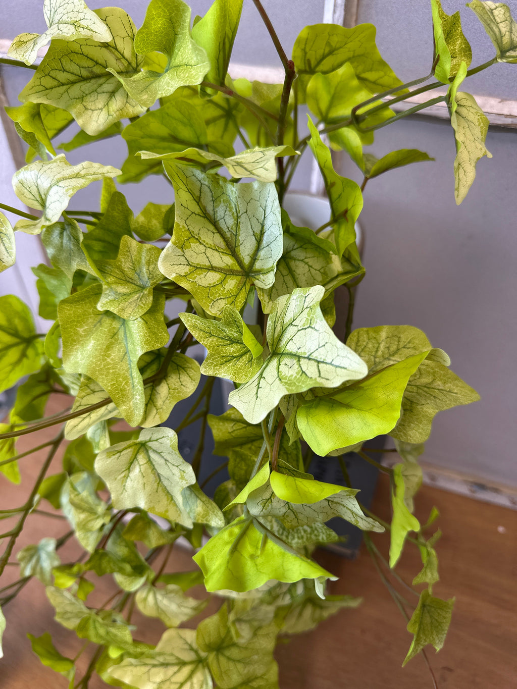 Indoor House Plant, Lime Hanging Garden Ivy Bush for Windowsills, Home Offices and Indoor Decor image 3