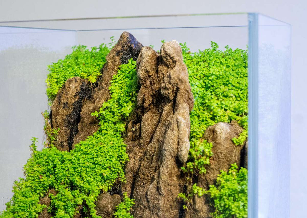 Live Aquarium Plant, Hemianthus Callitrichoides 'Cuba' UNS Tissue for Freshwater Tanks, Shrimp Habitats and Aquascaping image 3