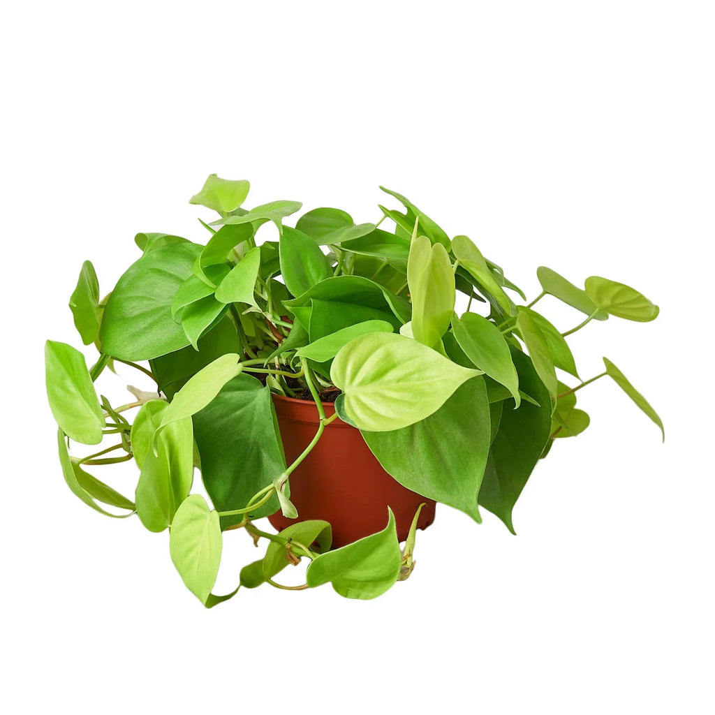 Indoor House Plant, Philodendron 'Neon' for Shelves, Desks and Living Spaces, 4 Size Options image 3
