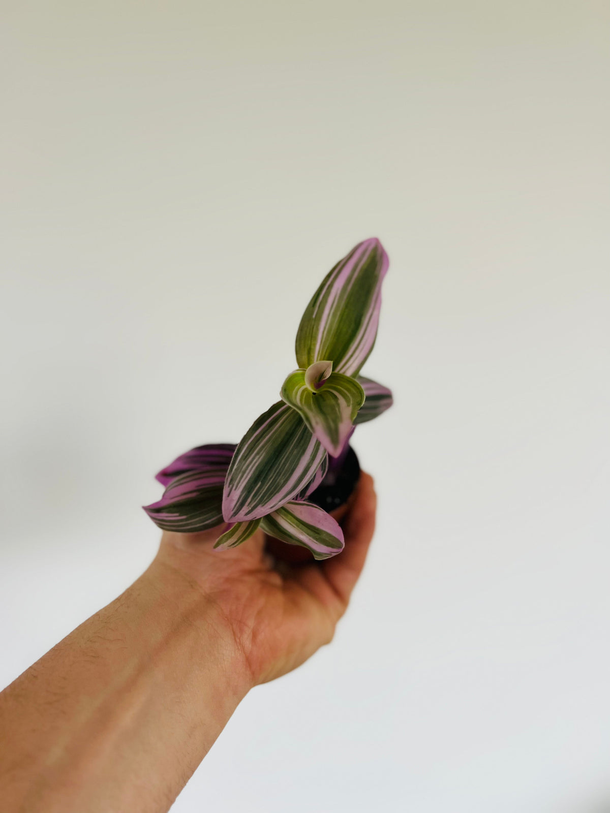 Indoor House Plant, Bubblegum Wandering Dude Tradescantia for Windowsills, Home Offices and Indoor Decor image 3