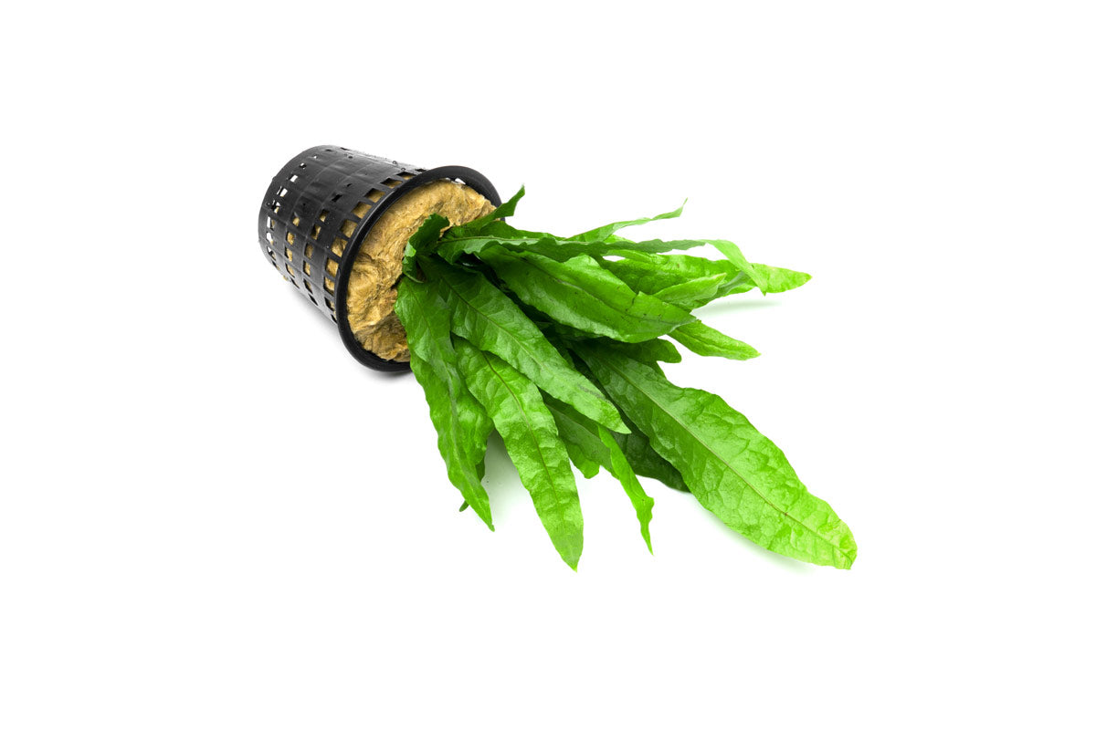 Live Aquarium Plant, Java Fern Mother Pot for Freshwater Tanks, Shrimp Habitats and Aquascaping image 3