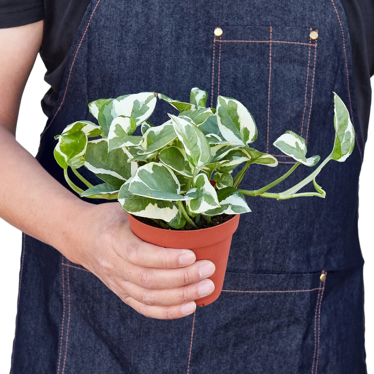 Pothos 'N'joy' image 3