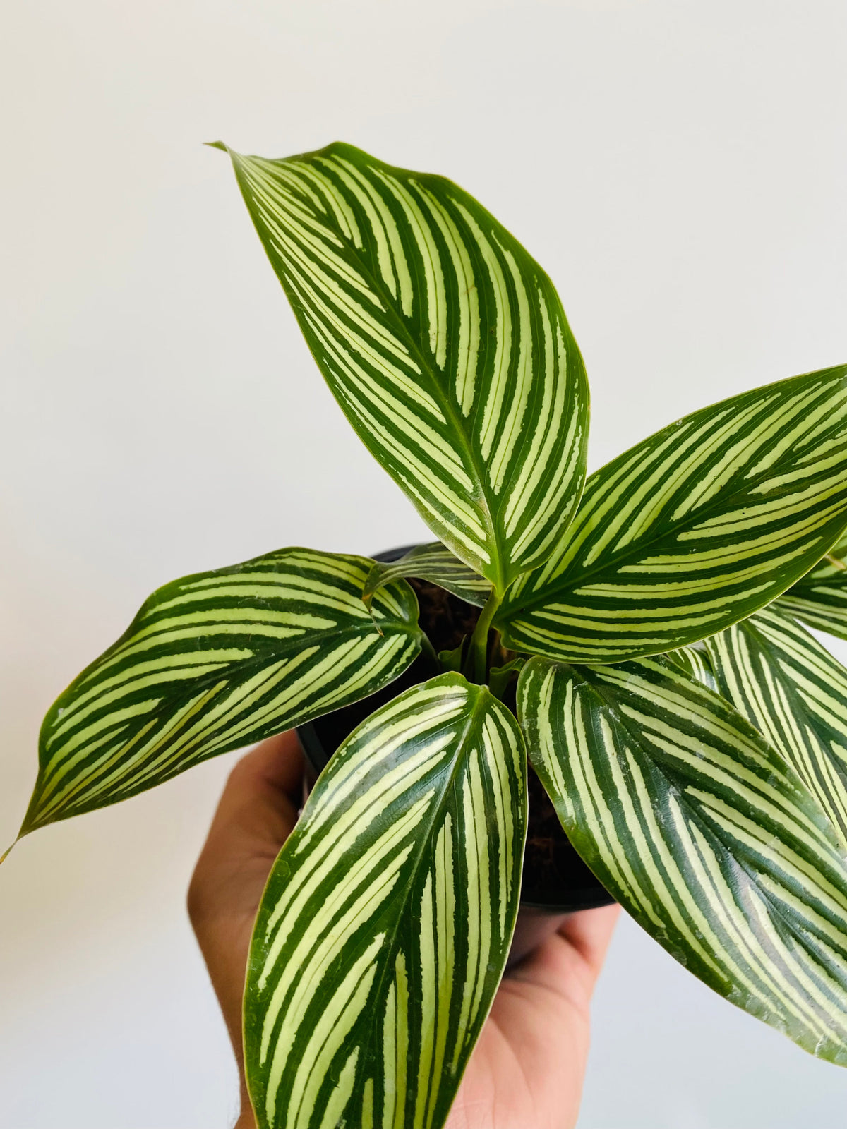 Kitchen Cookware, Calathea 'Vitatta' 4" Pot for Stovetop Cooking and Daily Meal Prep, Designed for Everyday Meals and Home Cooking image 3