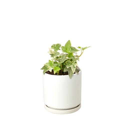 Indoor House Plant, English Ivy 'Glacier' for Shelves, Desks and Living Spaces, 3 Size Options image 3