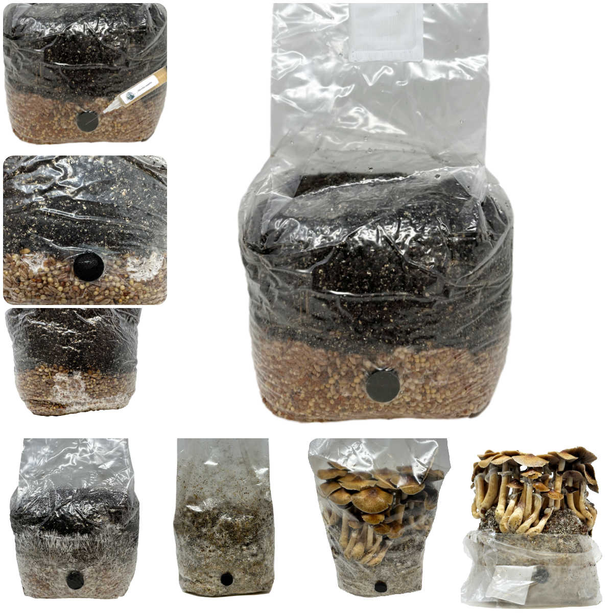 Mushroom Grow Bag, All in One (4 lbs) for Manure Loving Mushrooms for Home Mushroom Growing and Controlled Cultivation image 3