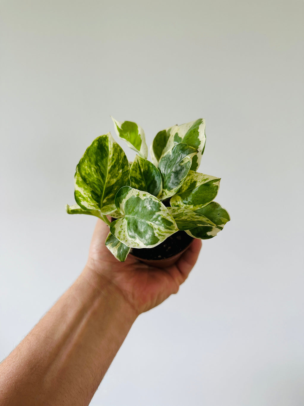 Indoor House Plant, Pothos Pearls & Jade Epipremnum Aureum 'Pearls for Shelves, Desks and Living Spaces image 3