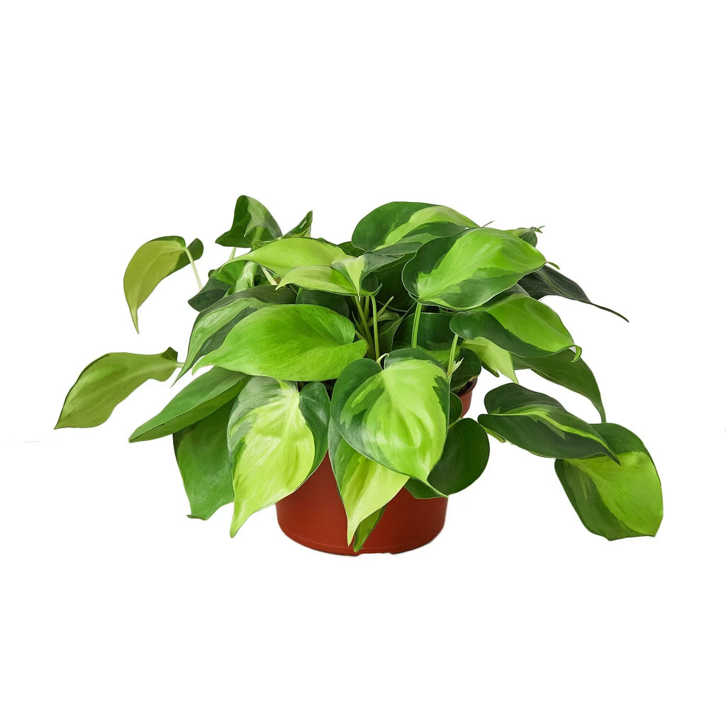 Indoor House Plant, Philodendron 'Brasil' for Shelves, Desks and Living Spaces, 4 Size Options image 3