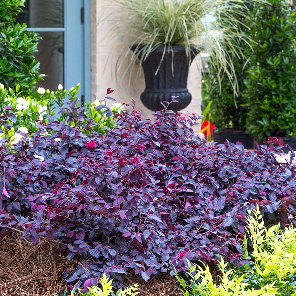 Indoor House Plant, Red Diamond Loropetalum for Windowsills, Home Offices and Indoor Decor, 3 Size Options image 3