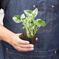 Indoor House Plant, Pothos 'N'joy' for Windowsills, Home Offices and Indoor Decor, 4 Size Options image 3