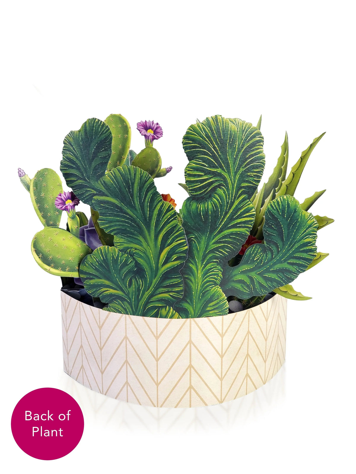 Indoor House Plant, Cactus Garden for Windowsills, Home Offices and Indoor Decor, Designed for Shelves, Desks and Living Spaces image 3