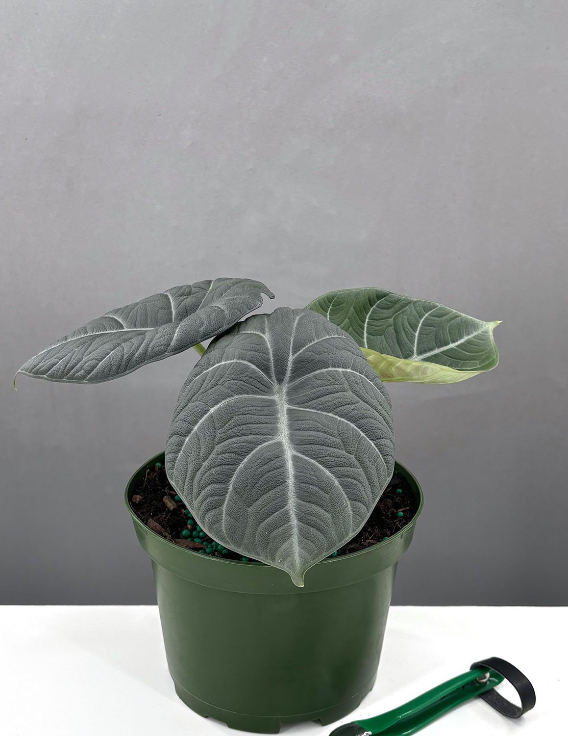 Indoor House Plant, Alocasia Maharani for Shelves, Desks and Living Spaces, 2 Size Options image 3